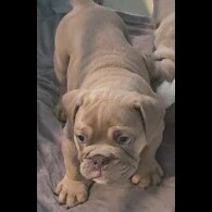 English Bulldog - Both