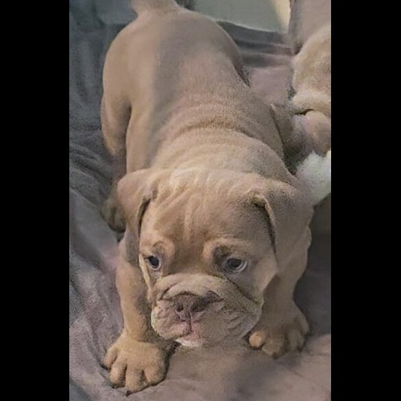 English Bulldog - Both