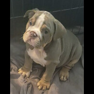 English Bulldog - Both
