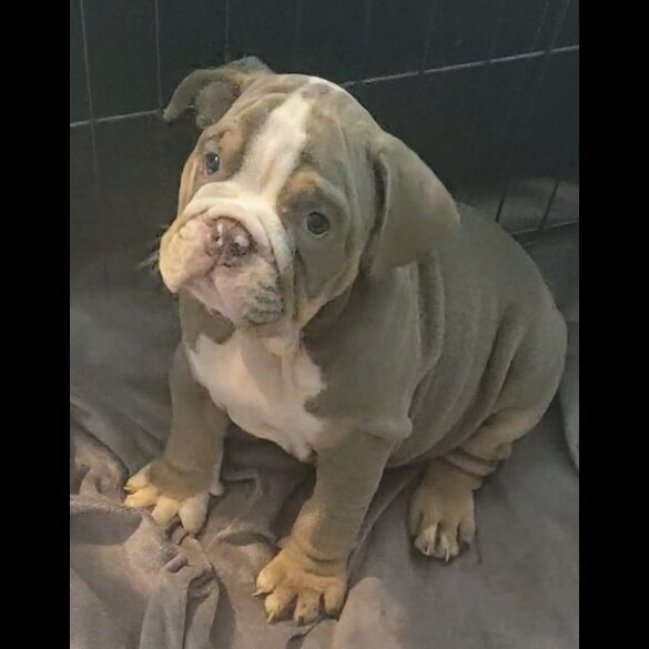 English Bulldog - Both