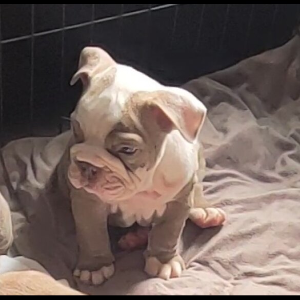 English Bulldog - Both