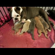 English Bulldog - Both