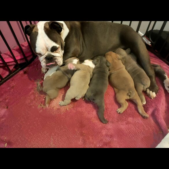 English Bulldog - Both