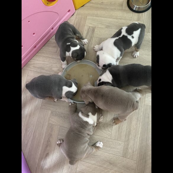 English Bulldog - Bitches