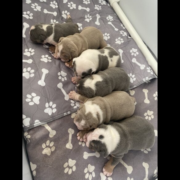 English Bulldog - Bitches