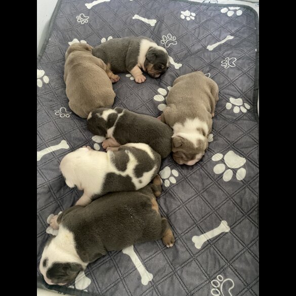English Bulldog - Bitches