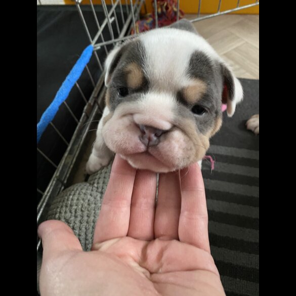 English Bulldog - Bitches