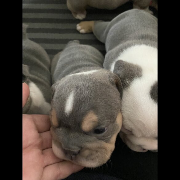 English Bulldog - Bitches