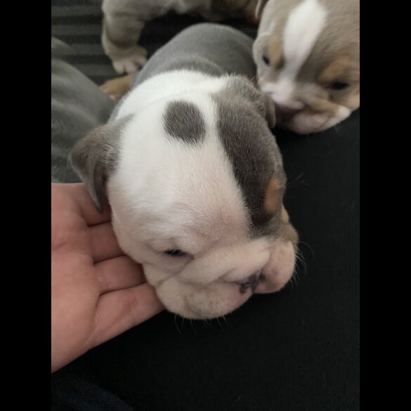 English Bulldog - Bitches