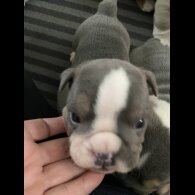 English Bulldog - Bitches