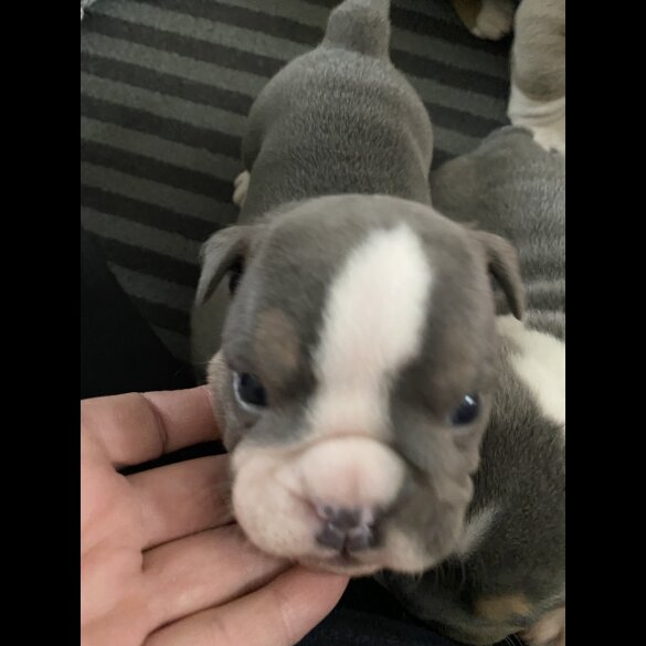 English Bulldog - Bitches