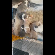 English Bulldog - Bitches