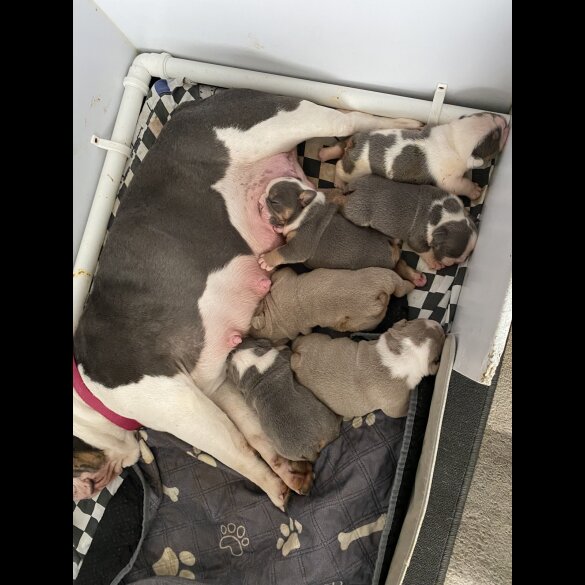 English Bulldog - Bitches