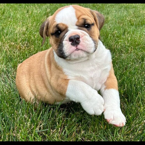 English Bulldog - Both