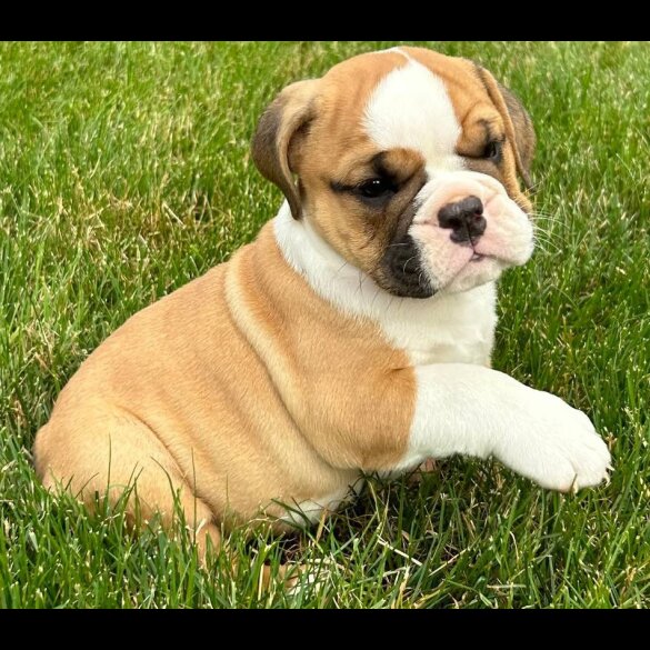 English Bulldog - Both