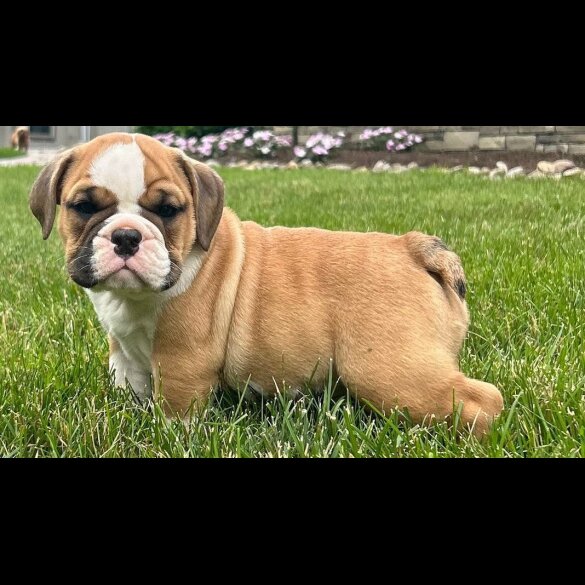 English Bulldog - Both