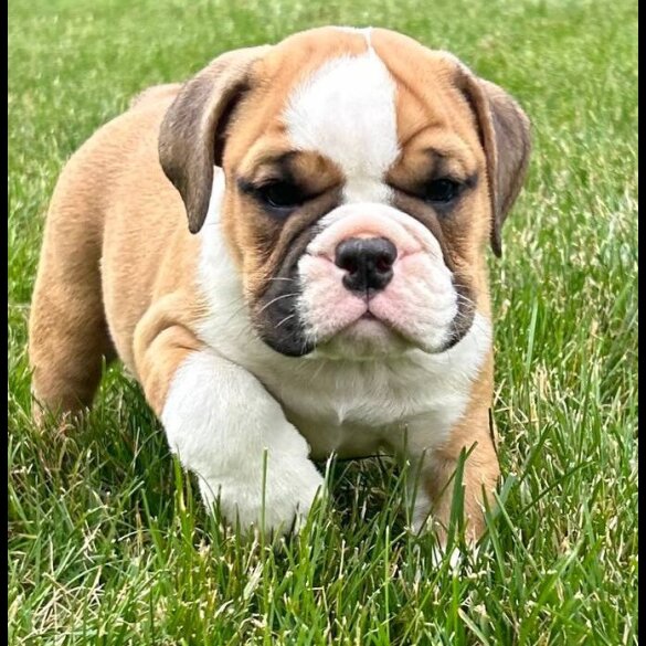 English Bulldog - Both