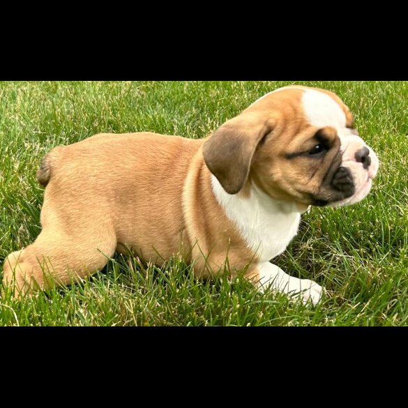 English Bulldog - Both