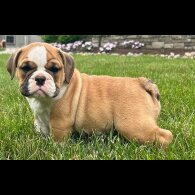 English Bulldog - Both