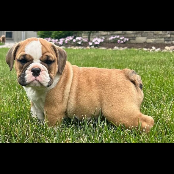 English Bulldog - Both
