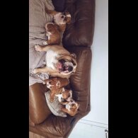 English Bulldog - Both