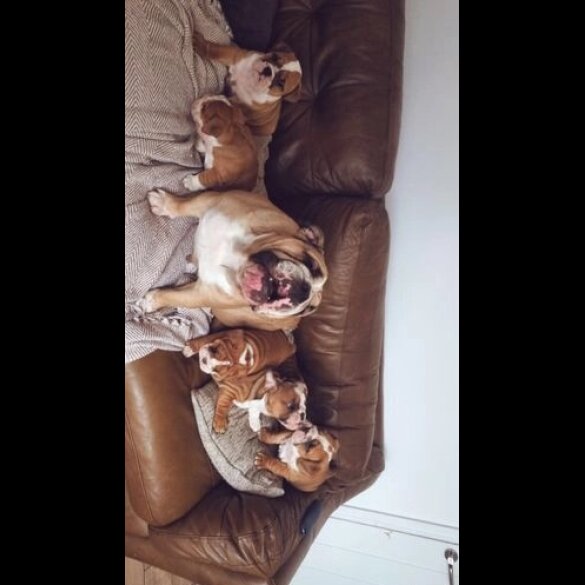 English Bulldog - Both