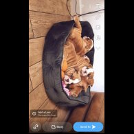 English Bulldog - Both