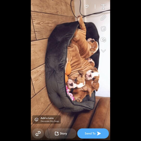 English Bulldog - Both