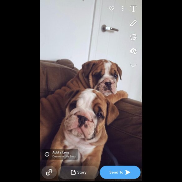 English Bulldog - Both