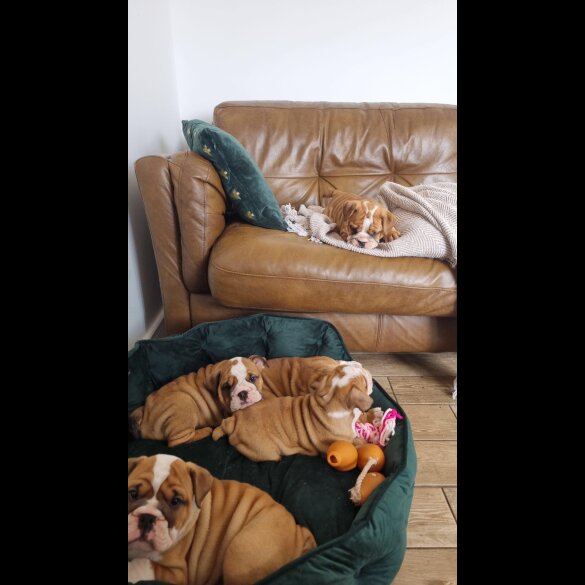 English Bulldog - Both