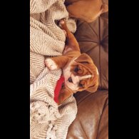 English Bulldog - Both