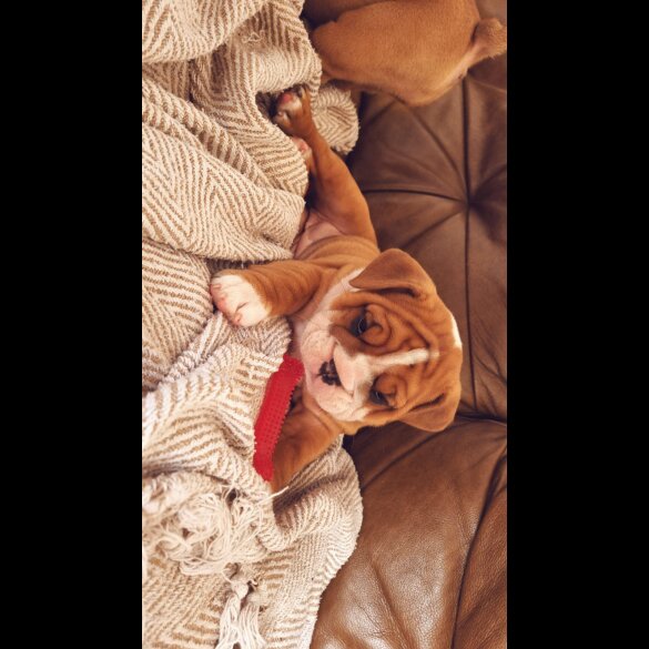 English Bulldog - Both