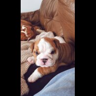 English Bulldog - Both