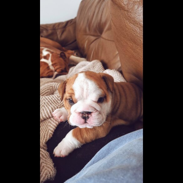 English Bulldog - Both