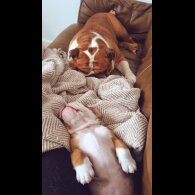 English Bulldog - Both