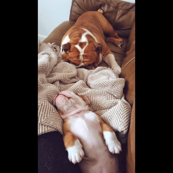 English Bulldog - Both