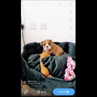 English Bulldog - Both