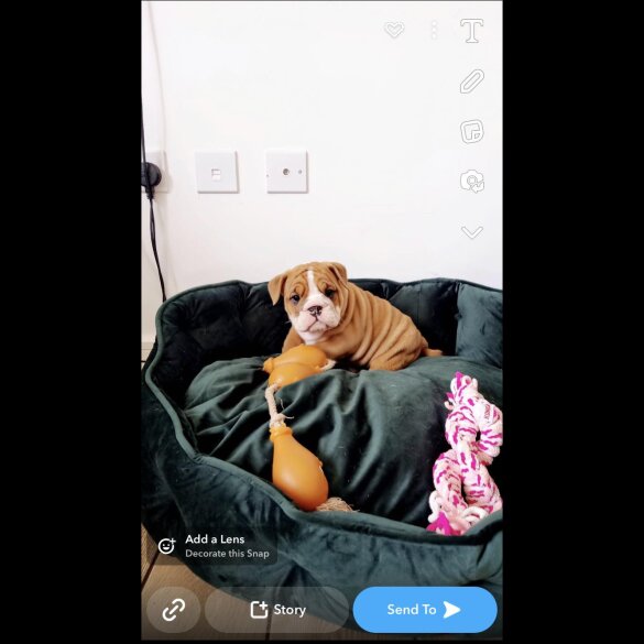 English Bulldog - Both