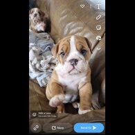 English Bulldog - Both