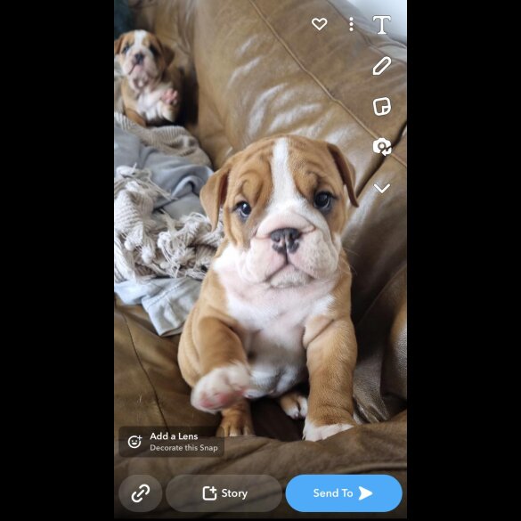 English Bulldog - Both