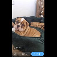 English Bulldog - Both