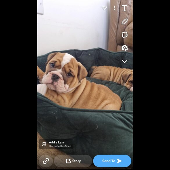 English Bulldog - Both