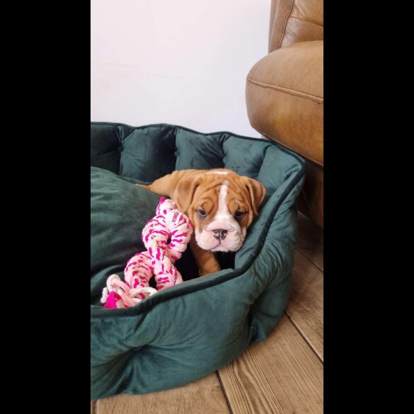 English Bulldog - Both