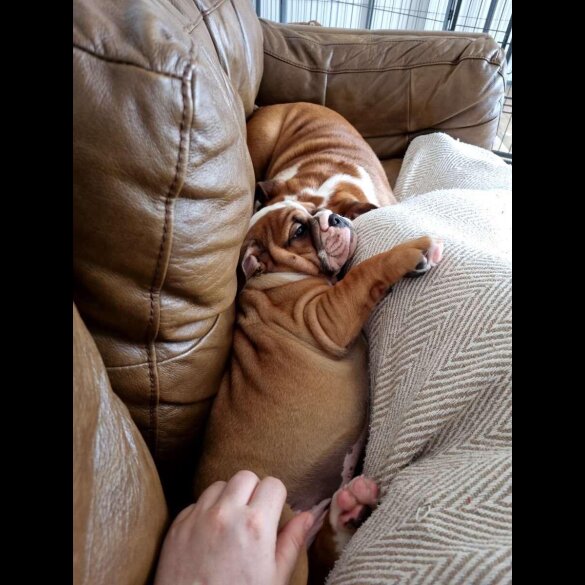 English Bulldog - Both