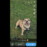English Bulldog - Both