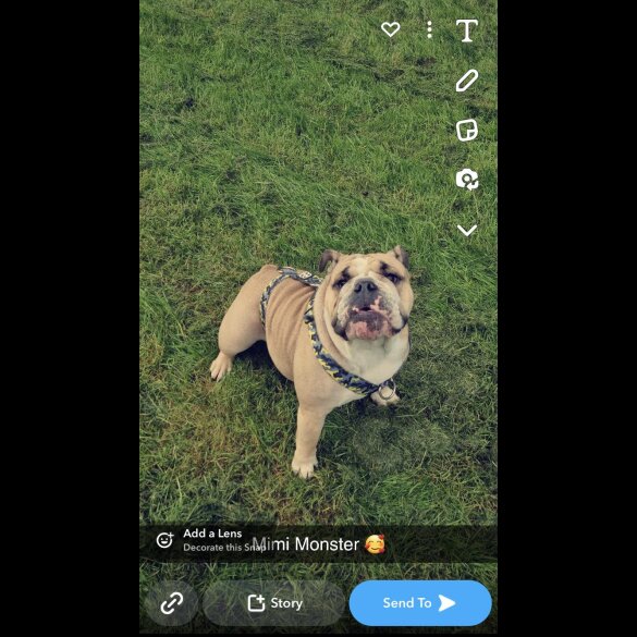 English Bulldog - Both