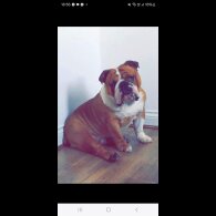 English Bulldog - Both