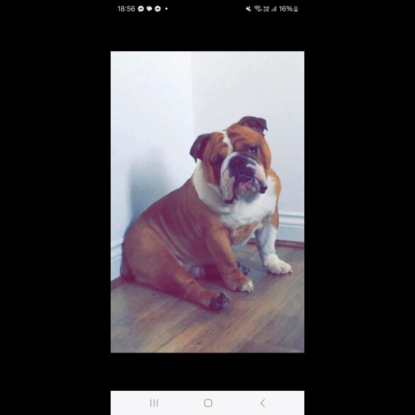 English Bulldog - Both