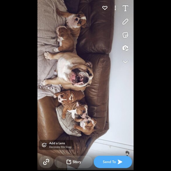 English Bulldog - Both