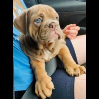 English Bulldog - Both